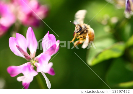 [Spring scene: bees collecting astragalus honey] 15597432