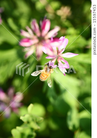 [Spring scene: bees collecting astragalus honey] 15597453