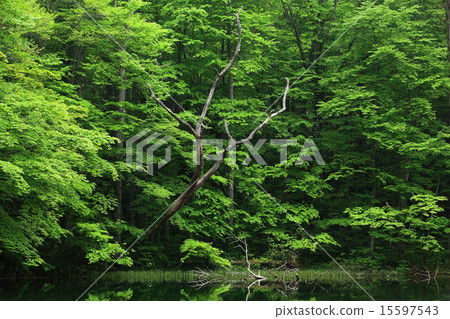 Fresh green of Iinuma moon swamp 15597543