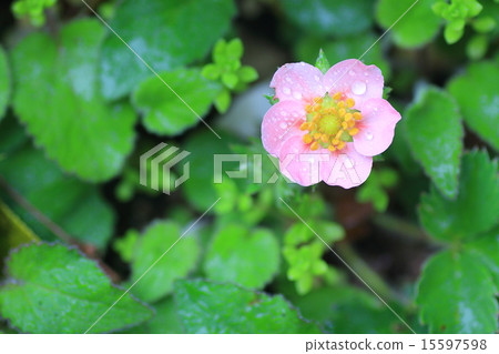 草莓花和滴 15597598