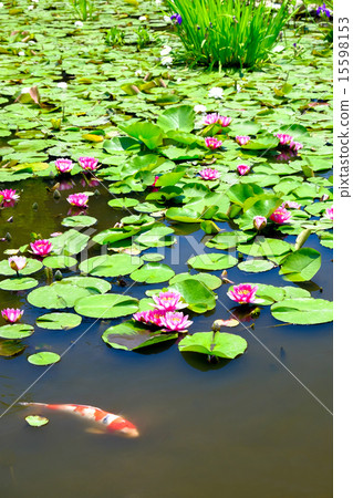 Water lily of the temple Water lily of the temple 15598153