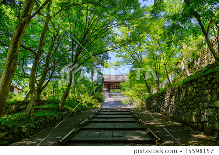 Bishamonto的藍色楓樹 15598157