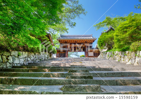 The blue maple of Bishamonto The blue maple of Bishamonto 15598159