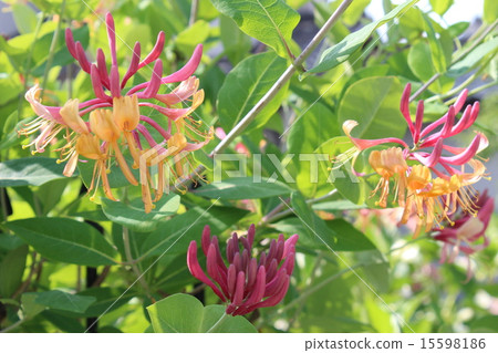 金銀花花和芽 15598186