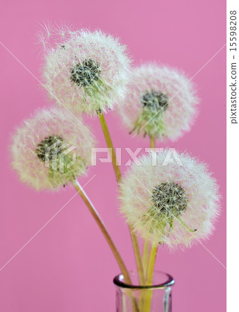 close up of dandelion close up of dandelion 15598208