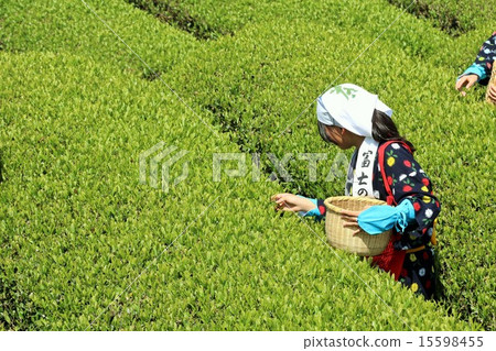 New tea's tea plant tea picking girl New tea's tea plant tea picking girl 15598455