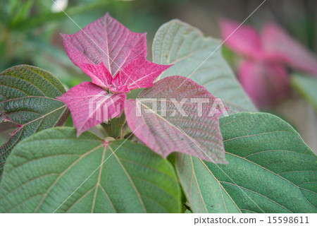 Red moss Red moss 15598611