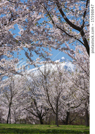 Aomori Tsuruta cho Aomori Tsuruta cho 15598647
