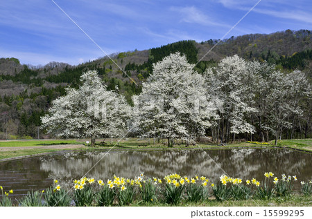 Kobushi of the 48th year 15599295