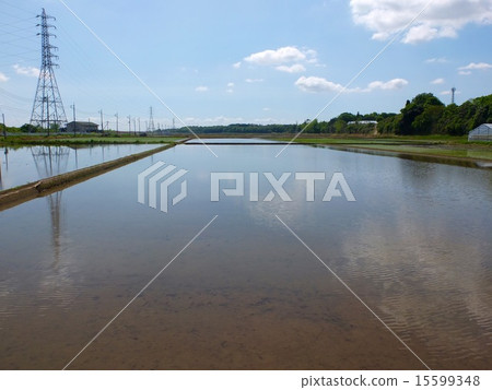 水稻種植前的稻田 水稻種植前的稻田 15599348