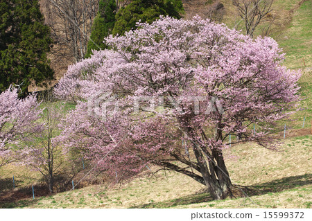 Nishio Zao Pasture Yamagata City 15599372