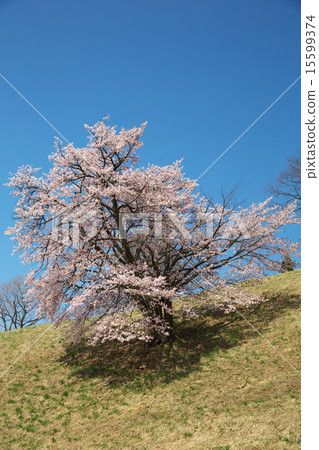 Nishio Zao Pasture Yamagata City Nishio Zao Pasture Yamagata City 15599374