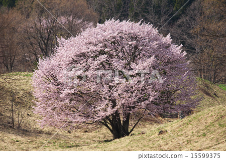 Nishio Zao Pasture Yamagata City Nishio Zao Pasture Yamagata City 15599375