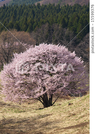 Nishio Zao Pasture Yamagata City Nishio Zao Pasture Yamagata City 15599376