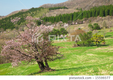 Nishio Zao Pasture Yamagata City Nishio Zao Pasture Yamagata City 15599377