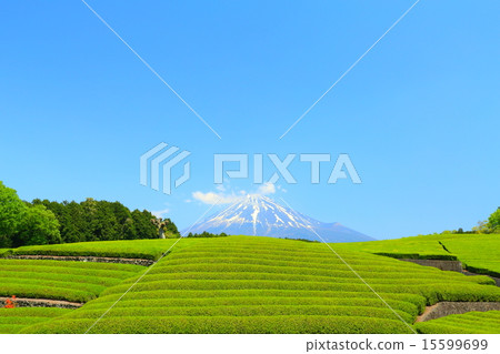 Shizuoka tea Shizuoka tea 15599699