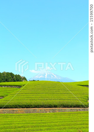Shizuoka tea Shizuoka tea 15599700