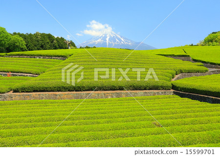 Shizuoka tea Shizuoka tea 15599701