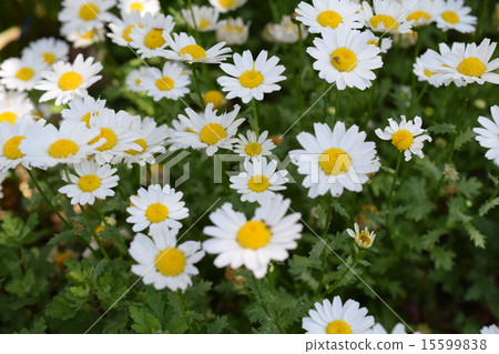 白花 白花 15599838