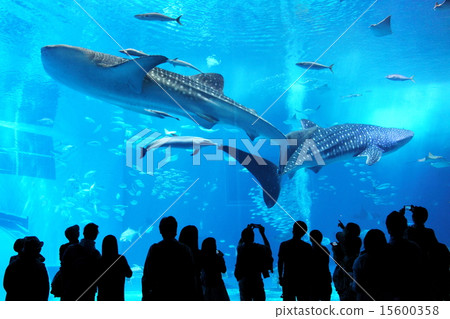 水族館 水族館 15600358