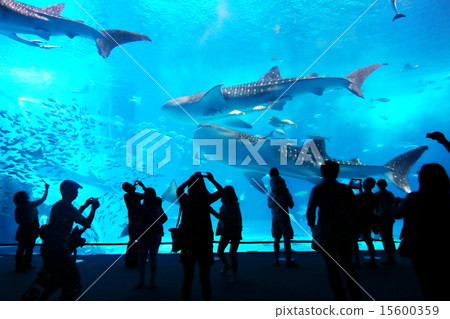 水族館 15600359