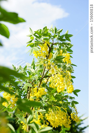 Kibana紫藤 15600818