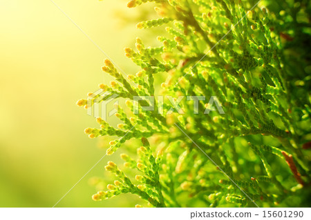 Macro shot thuja branches in the sunlight. 15601290