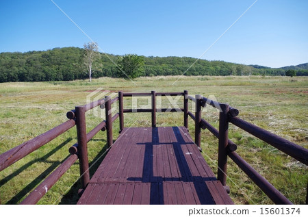 草原和樹路的終點 15601374