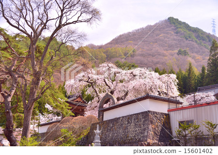 Sanada-san Hasedera寺 Sanada-san Hasedera寺 15601402