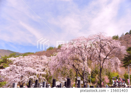 Grave and cherry blossoms and the spring sky Grave and cherry blossoms and the spring sky 15601403