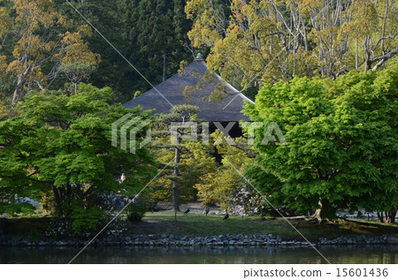 白水Amidado 15601436