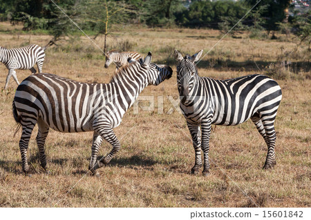 Zebras in the grasslands Zebras in the grasslands 15601842