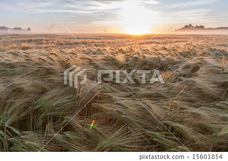 Young wheat growing in green farm field under blue sky Young wheat growing in green farm field under blue sky 15601854