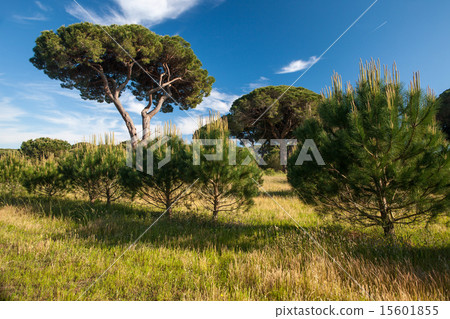Italian stone pine Italian stone pine 15601855