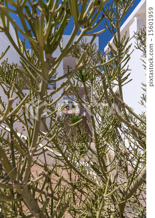hotel facade in Egypt with cactus trees 15601959