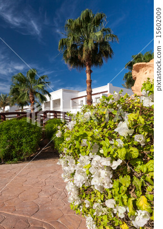 The tropical garden in Egypt. 15602009