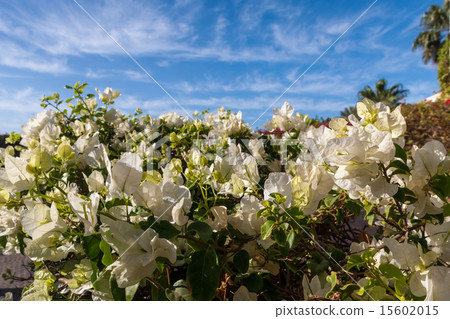 White bougainvillea, Sharm el Sheikh, Egypt. 15602015