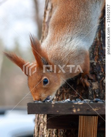 Eurasian red squirrel gnaws sunflower seeds 15602057