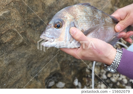 Natural red snapper caught in Kujuku Island 15602079