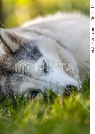 Portrait of Siberian Husky Portrait of Siberian Husky 15602115