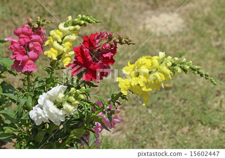 Goldfish (goldfish grass) Goldfish (goldfish grass) 15602447