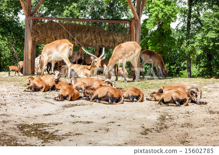 Zoo. herd of antelopes 15602785