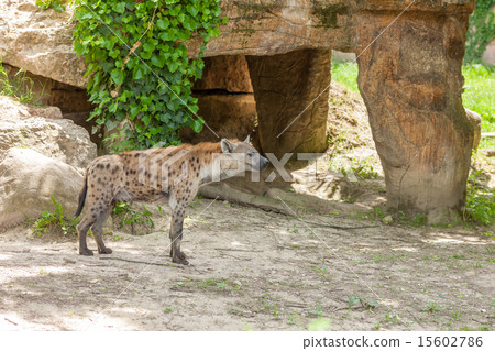 Hyena wandering in zoo 15602786