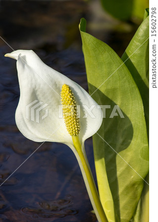 Water Basho, Starburst Green Park 15602798