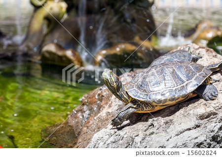 Two turtles Two turtles 15602824