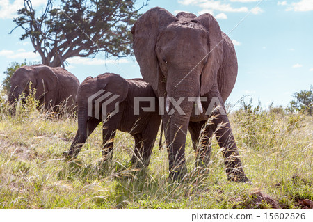 elephant family walking in the savanna elephant family walking in the savanna 15602826