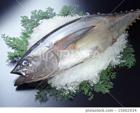 金槍魚 15602834