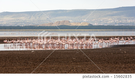 Flock of greater  pink flamingos  15602835