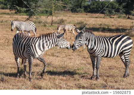 Zebras in the grasslands  15602873