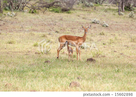 antelope and her cub on a background of grass 15602898